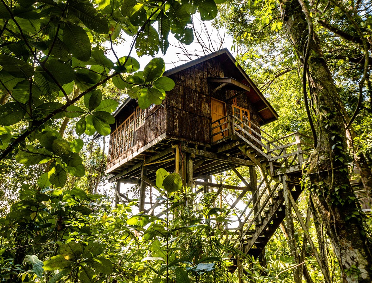 Cabane dans les arbres