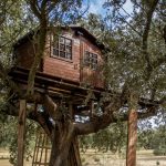 Cabane des les arbres en IDF