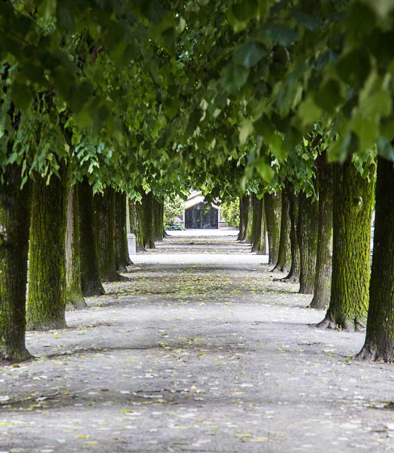 Allée d'arbre dans un parc en Ile-de-France.