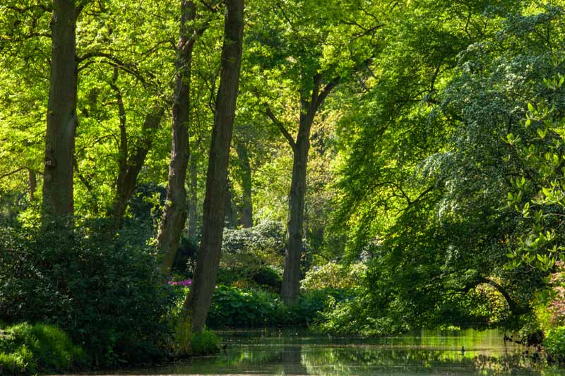 Au cœur de la forêt à proximité de Paris.